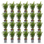 Buxus sempervirens (petit buis) – 24 plants, Ø9 cm, 20–25 cm de haut