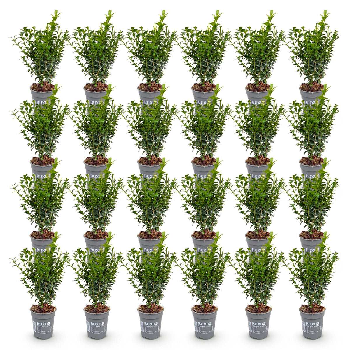 Buxus sempervirens (Buchsbaum) – 24 Pflanzen, Ø 9 cm, 20–25 cm hoch