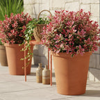 Leucothoe 'Colour Diamond' – bunt – 2 Pflanzen, Ø 17 cm, 45 cm hoch