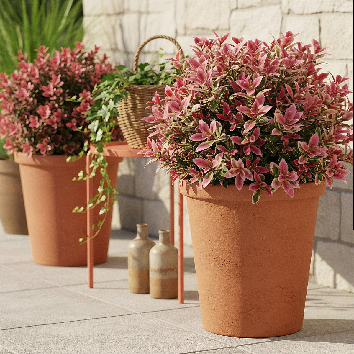 Leucothoe 'Colour Diamond' – bunt – 2 Pflanzen, Ø 17 cm, 45 cm hoch – Bild 5