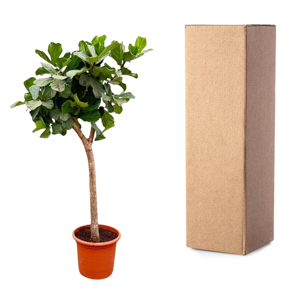 Ficus lyrata arbre XXXL (ficus lyre) – Ø40 cm, 230 cm de haut