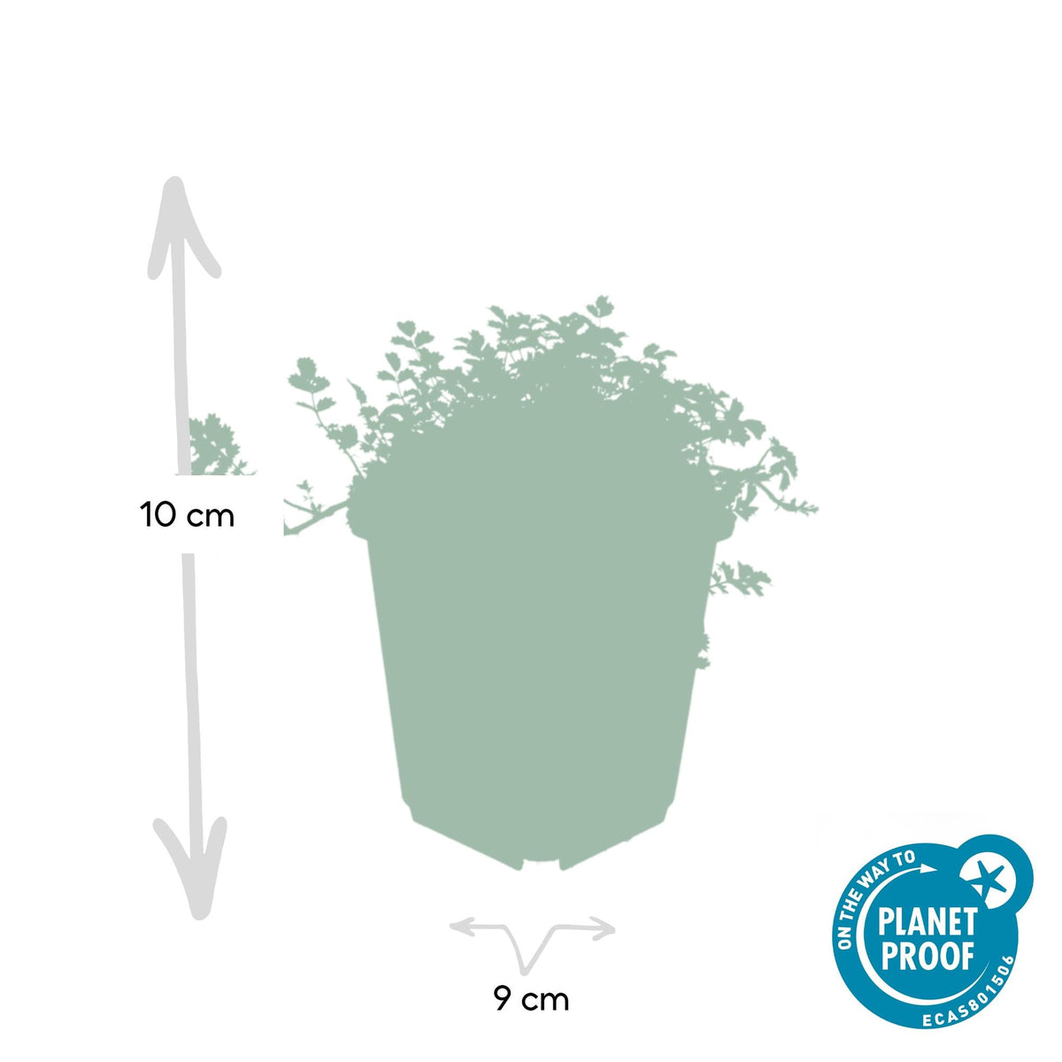 Acaena microphylla 'Kupferteppich' (acaeña) – 6 plantes, Ø9 cm, 10–25 cm de haut – photo 3