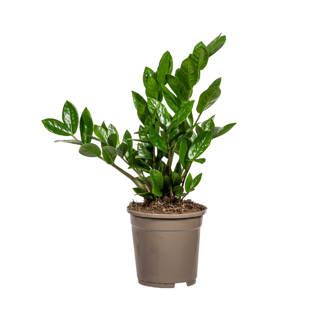Zamioculcas zamiifolia (plante ZZ) – Ø 17 cm, 40–50 cm de haut