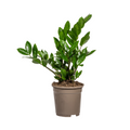 Zamioculcas zamiifolia (plante ZZ) – Ø 17 cm, 40–50 cm de haut