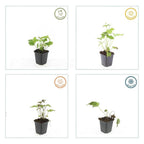 Anémone hybride « Honorine Jobert » (anémone d’automne) – 12 plants, Ø 9 cm, 10 à 25 cm de haut