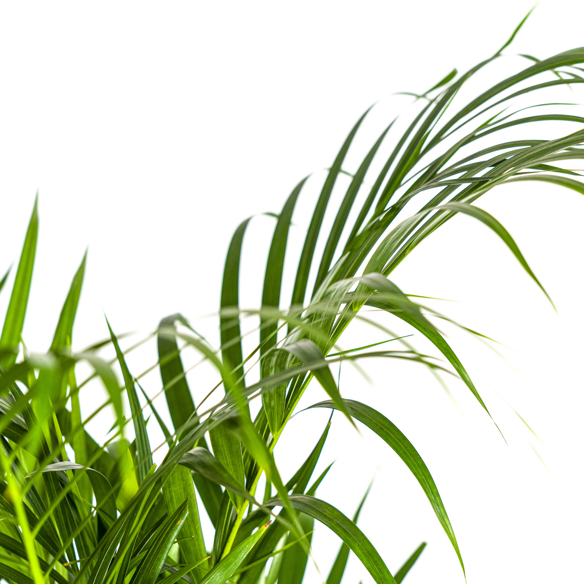 Dypsis Areca Lutescens (goudpalm) met mand – Ø21 cm, 100–120 cm hoog