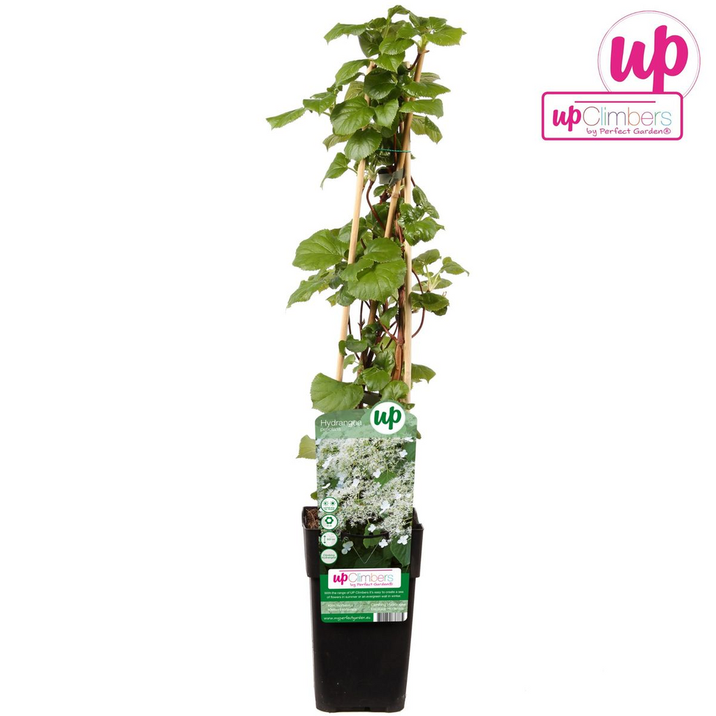 Hydrangea petiolaris (climbing hydrangea) – Ø15 cm, 65 cm high – photo 7