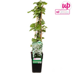 Hydrangea petiolaris (climbing hydrangea) – Ø15 cm, 65 cm high