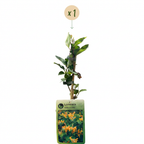 Lonicera tellmanniana (Tellmann's honeysuckle) – orange-yellow – Ø9 cm, 35 cm high