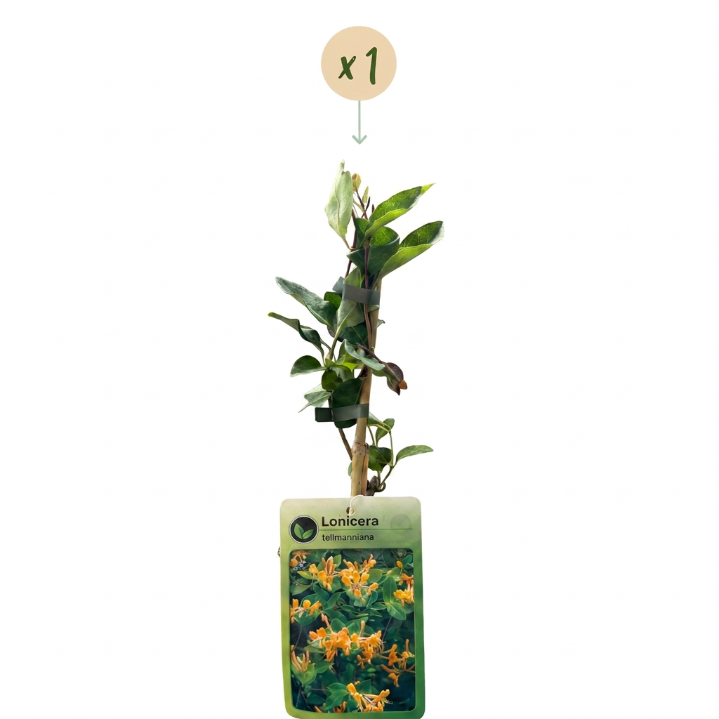 Lonicera tellmanniana (Tellmann's honeysuckle) – orange-yellow – Ø9 cm, 35 cm high – photo 2