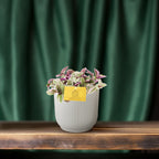 Tradescantia Sweetness – Ø11 cm, 10 cm hoog