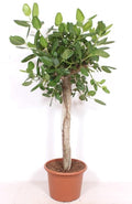 Ficus Benghalensis arbre de luxe – Ø40 cm, 200 cm de haut