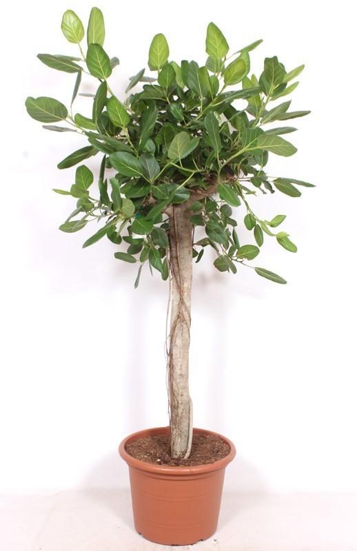 Ficus Benghalensis boom de luxe – Ø40 cm, 200 cm hoog