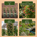 Lonicera japonica 'Red World' (chèvrefeuille du Japon) – rouge-rose – 4 plantes, Ø9 cm, 35 cm de haut