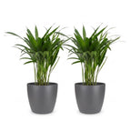 2× Areca lutescens (Dypsis) i grå Potter-pyntepotte – Ø12 cm, 45 cm høj