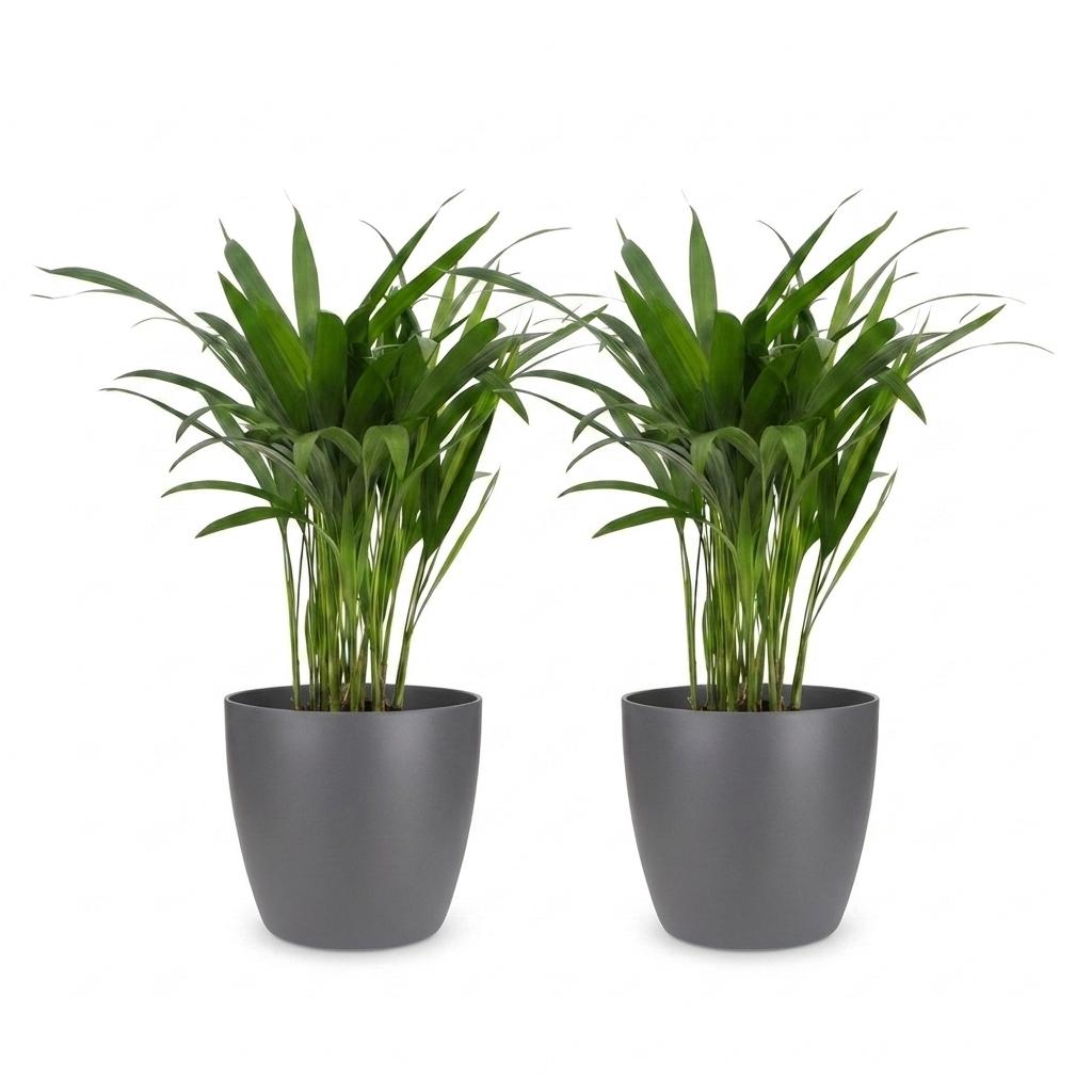 2× Areca lutescens (Dypsis) im grauen Übertopf – Ø 12 cm, 45 cm hoch