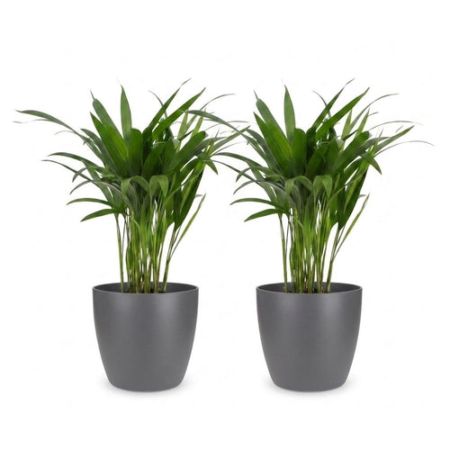 2× Areca lutescens (Dypsis) i grå dekorationspotta i terrakotta – Ø12 cm, 45 cm hög