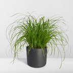 Cyperus alternifolius (cyperusgræs) – Ø12 cm, 20 cm høj