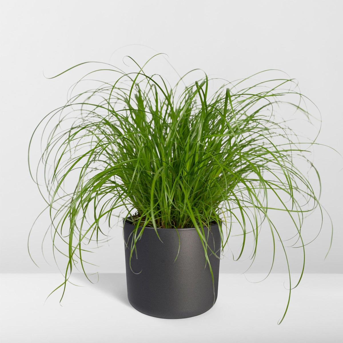 Cyperus alternifolius (cyperusgræs) – Ø12 cm, 20 cm høj