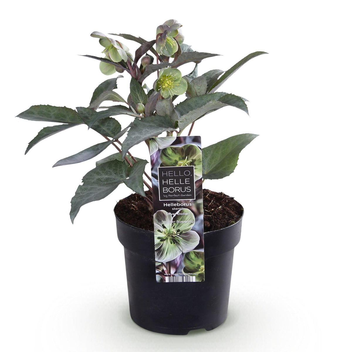 Helleborus sternii 'Silver Dollar' (Sternenkohl) – Ø 14 cm, 35 cm hoch