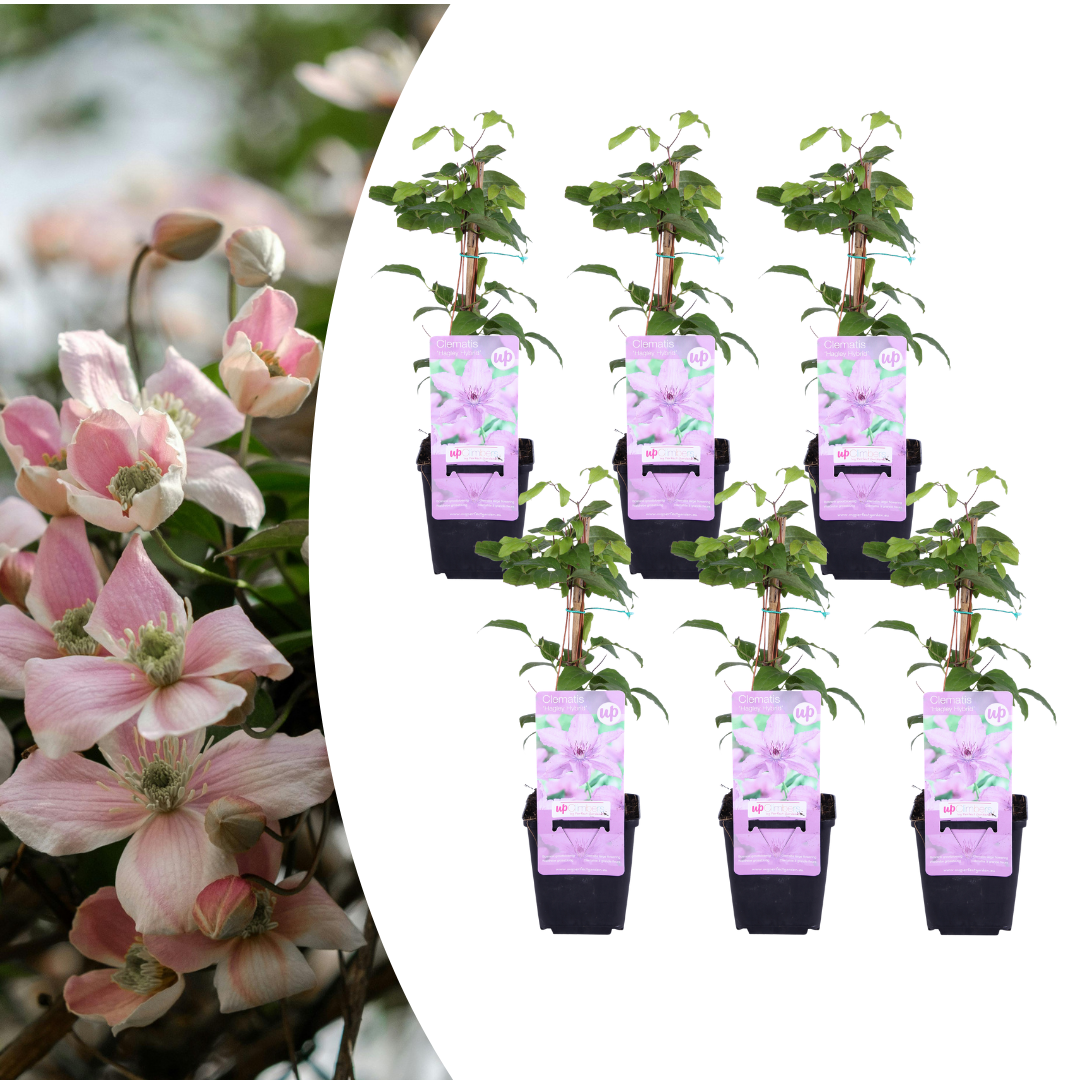 Clematis 'Hagley Hybrid' (bosrank) – 6 planten
