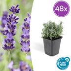 Lavandula 'Hidcote' (lavendel) – 48 planten, Ø9 cm, 10–25 cm hoog