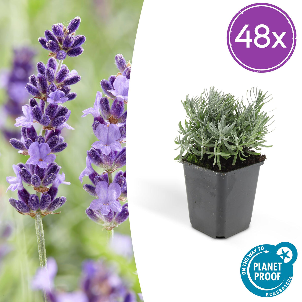 Lavandula 'Hidcote' (lavendel) – 48 planten, Ø9 cm, 10–25 cm hoog