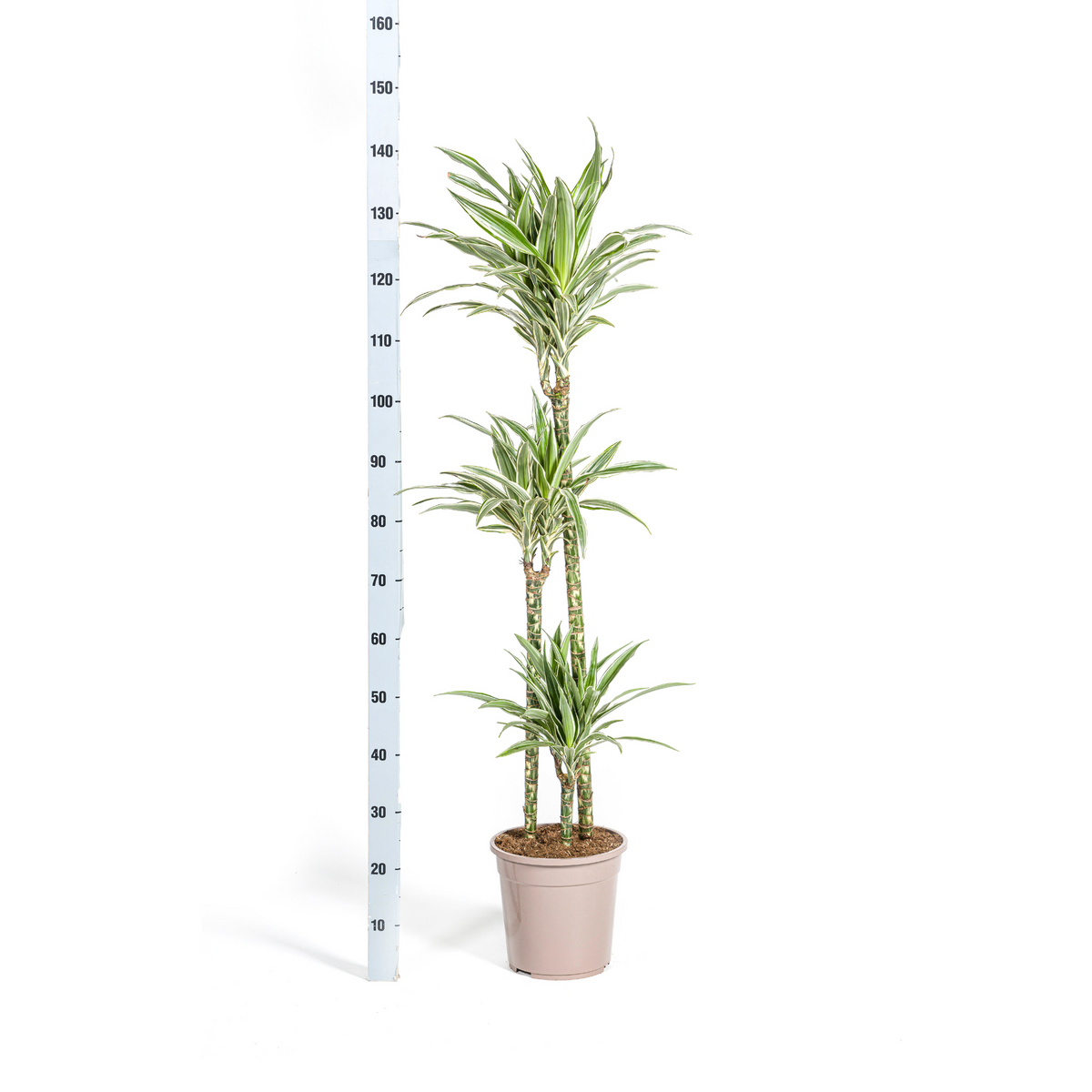 Dracaena Deremensis White Stripe (Drachenbaum) mit Korb – Ø24 cm, 130–150 cm hoch