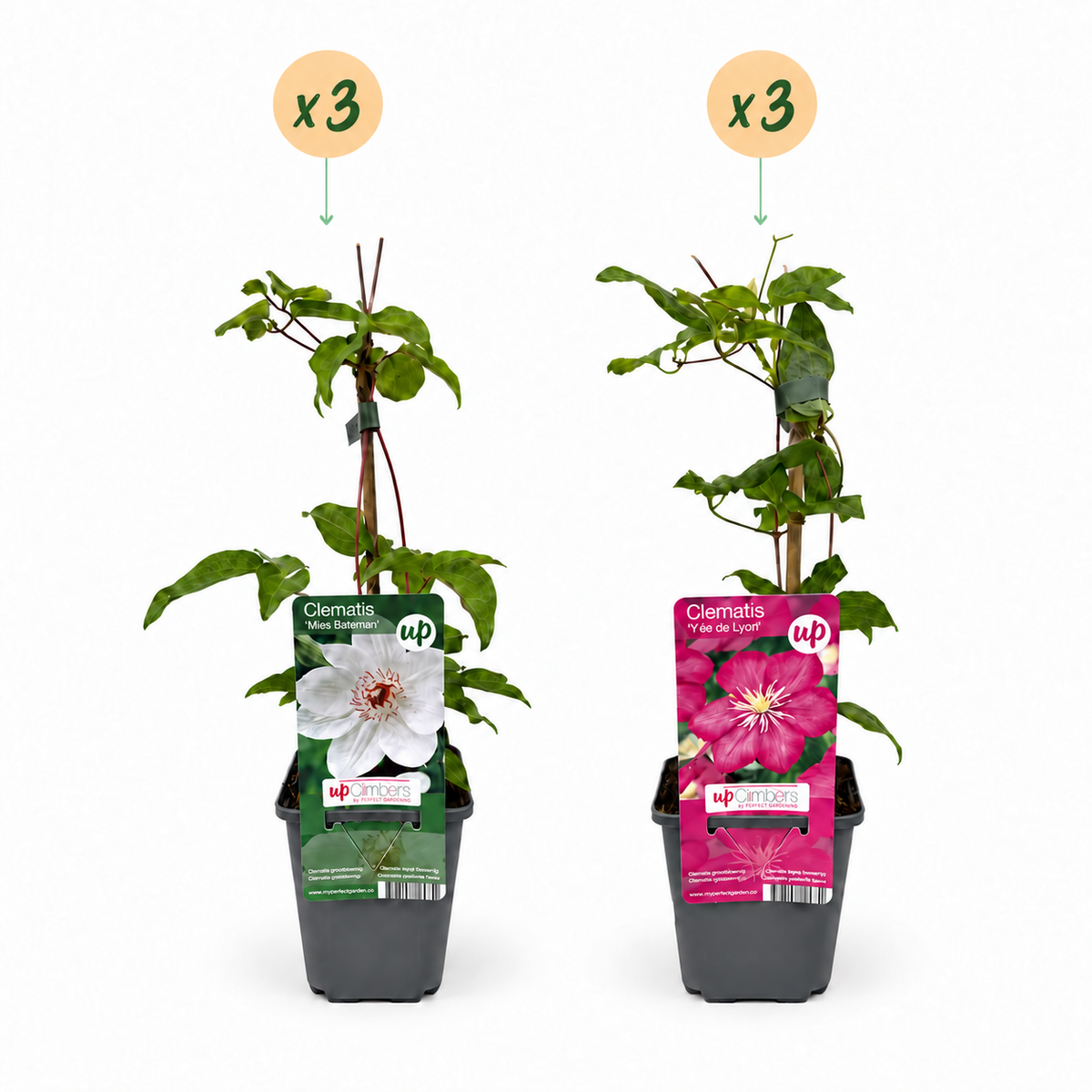 Clematis 'Duo Pink & White' (bosrank) – wit-roze – 6 planten, Ø9 cm, 35 cm hoog