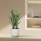 Sansevieria Laurentii (vrouwentong) – Ø35 cm, 100 cm hoog