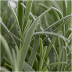 Lavendel (Lavandula) – 72 Pflanzen, Ø 7 cm, 15 cm hoch