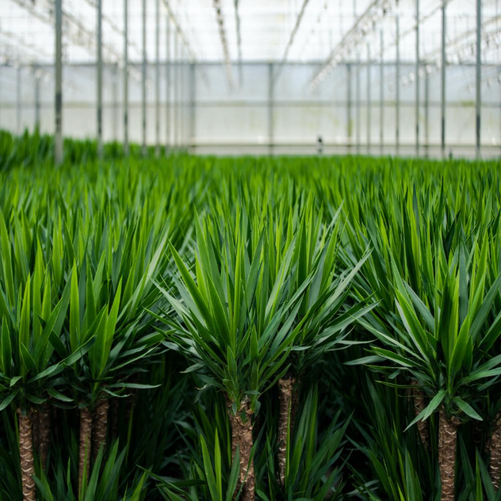 Yucca med kurv – Ø21 cm