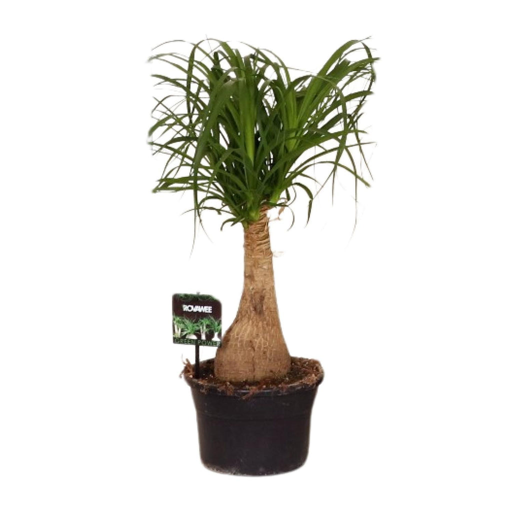 Beaucarnea Nolina (elephant foot) – Ø19 cm, 60 cm high