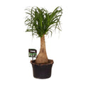 Beaucarnea Nolina (elephant foot) – Ø19 cm, 60 cm high