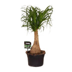 Beaucarnea Nolina (elephant foot) – Ø19 cm, 60 cm high