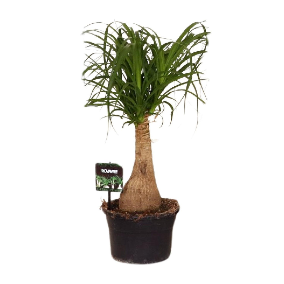 Beaucarnea Nolina (olifantspoot) – Ø19 cm, 60 cm hoog