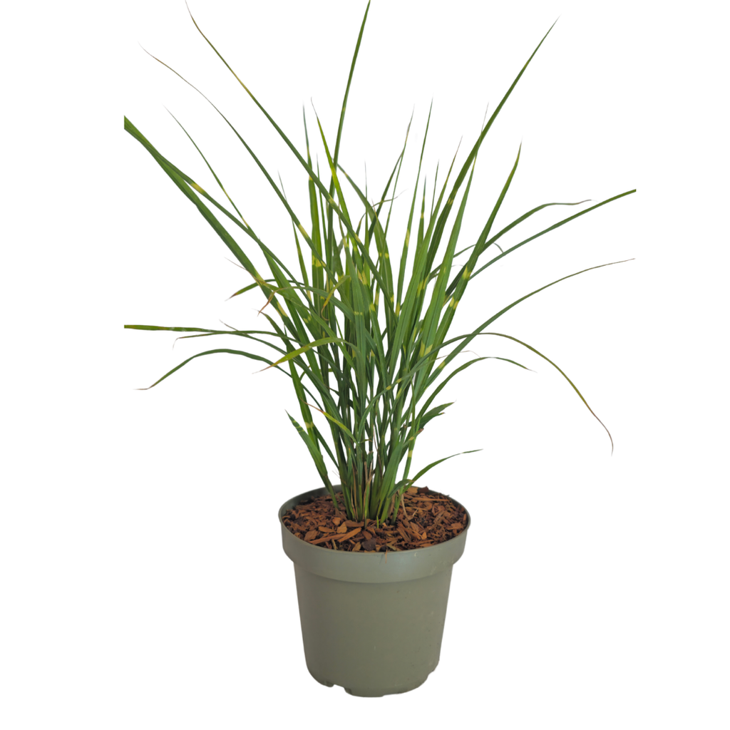 Miscanthus sinensis 'Zebrinus' (prachtriet) – 3 planten, Ø12 cm