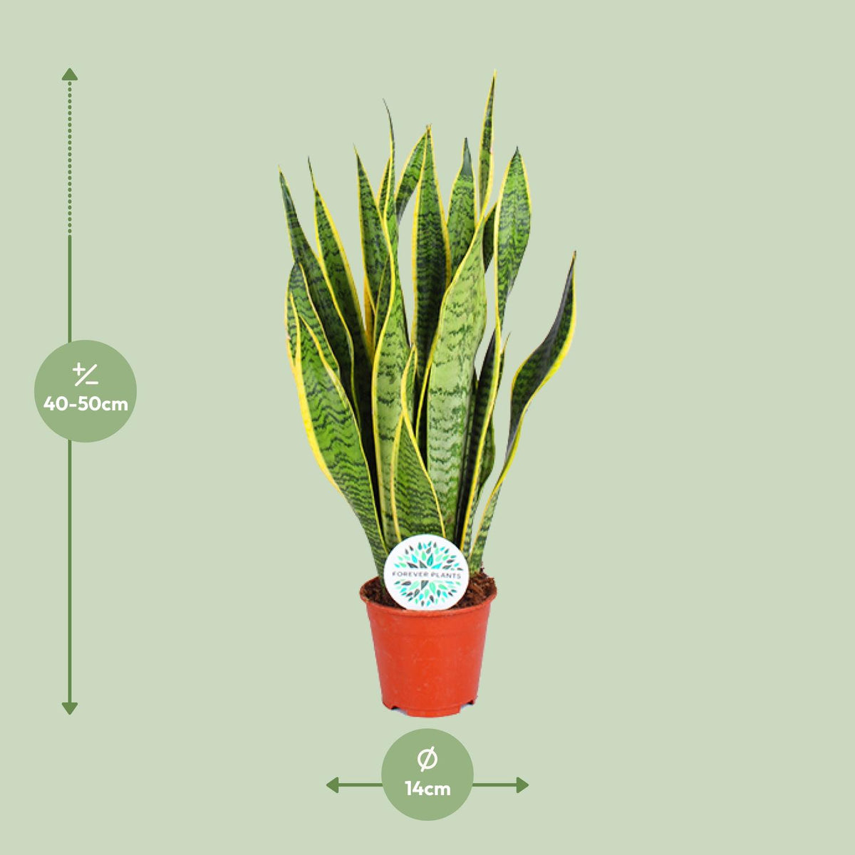 Sansevieria trifasciata Laurentii (vrouwentong) – Ø14 cm, 50 cm hoog
