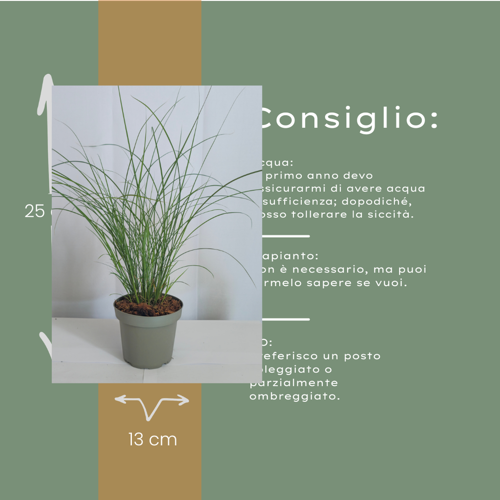Miscanthus sinensis 'Gracillimus' (Zierreisigras) – 6 Pflanzen, Ø12 cm – Bild 10
