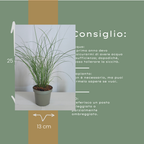 Miscanthus sinensis 'Gracillimus' (Zierreisigras) – 6 Pflanzen, Ø12 cm