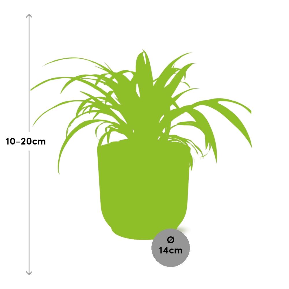 Chlorophytum comosum Variegatum in ELHO Vibes Fold 14cm roze (graslelie) – 10 cm hoog