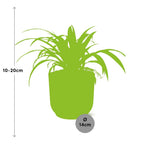 Chlorophytum comosum Variegatum in ELHO Vibes Fold 14cm roze (graslelie) – 10 cm hoog