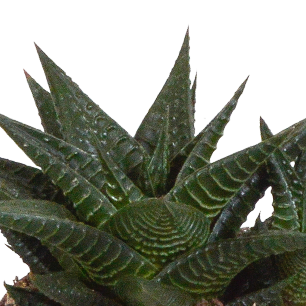 Mélange de Gasteria/Haworthia dans un pot blanc – Ø 10 cm, 18 cm de haut – photo 5