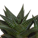 Mélange de Gasteria/Haworthia dans un pot blanc – Ø 10 cm, 18 cm de haut