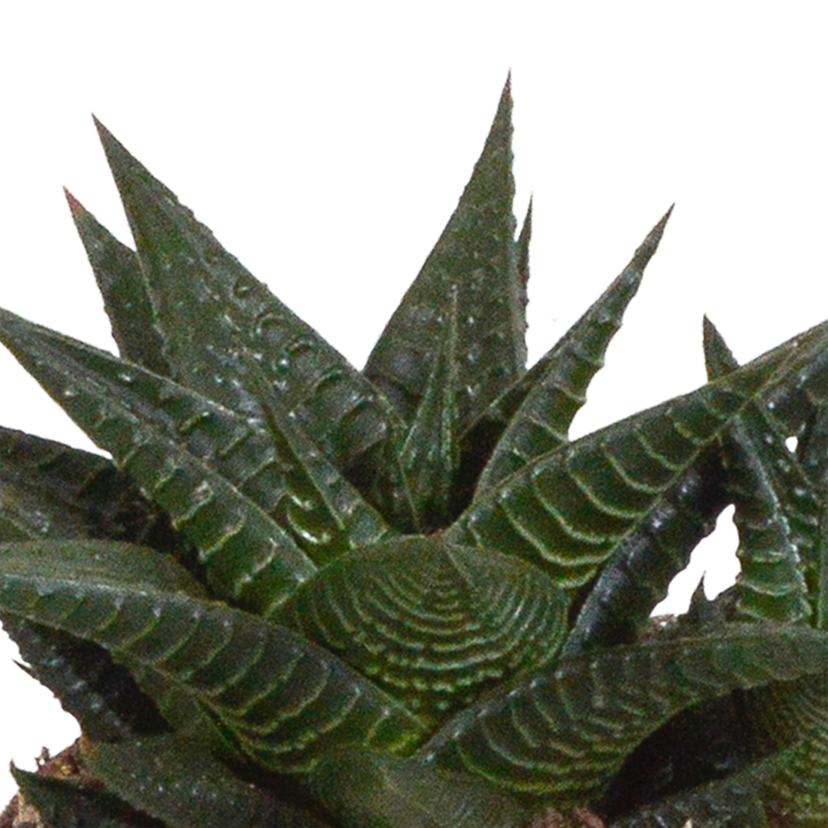 Gasteria/Haworthia-blanding i hvid potte – Ø10 cm, 18 cm høj