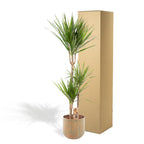 Dracaena (dragebreg) – Ø21 cm