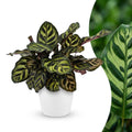 Calathea makoyana i Potter-pyntepotte hvid – Ø12 cm, 25 cm høj