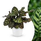 Calathea makoyana i Potter-pyntepotte hvid – Ø12 cm, 25 cm høj