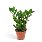 Zamioculcas (plante ZZ) – Ø 12 cm, 35 cm de haut