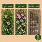 Klimplantenset Driekleurig – lichtroze-wit-paars – 6 planten, Ø9 cm, 35 cm hoog